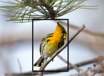 В Корнельском университете создана программа, распознающая птиц на фотографиях